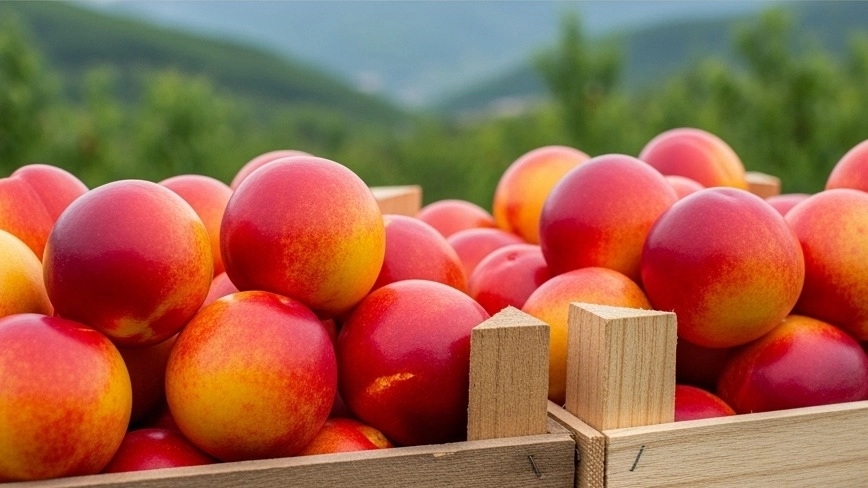 Exports of Shalil in Talesh Gilan Exports of Shalil in Talesh Gilan